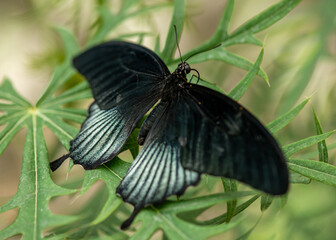A Black Mormon Butterfly