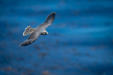 Juvenile peregrine falcon in flight over blue pacific ocean waters