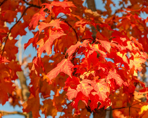 Seasonal leaves on tree. Natural autumn leaves. Autumn beauty of nature. Fall season nature. Fall leaves of tree. Crisp air. Autumn tree. Nature in fall season. Autumnal sunny day