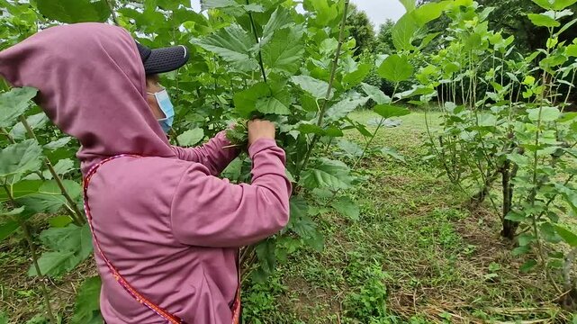 A Thai farmer harvests fresh mulberry leaves to feed silkworms, crucial for silk production. Traditional agriculture in Thailand.