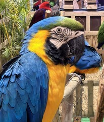 Vibrant Blue and Gold Macaw looking curiously at viewer