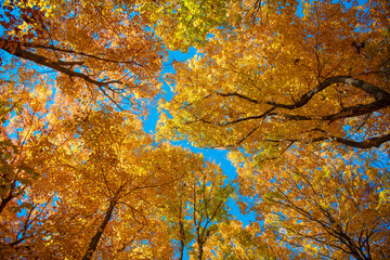 Fall leaves of tree. Autumn breeze. Autumn tree. Nature in fall season. Autumnal sunny day....