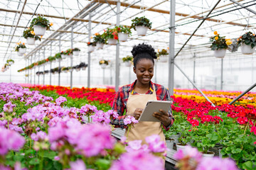 An African American woman in a greenhouse, using a tablet to inspect colorful flowers.