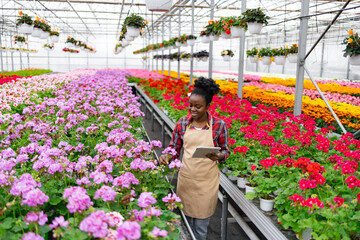 An African woman in a greenhouse examines blooming flowers, using a tablet for assessment and tracking.