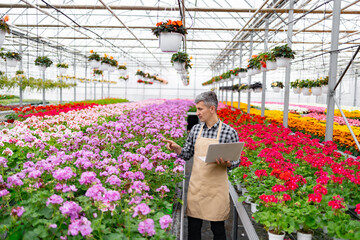A gardener in a greenhouse with rows of vibrant geraniums, using a laptop to monitor their progress.