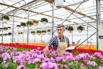 A male gardener checks plants in a greenhouse while holding a laptop to monitor the growth of flowers.