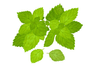 ハーブ（ミント） © あすなろ挿絵店