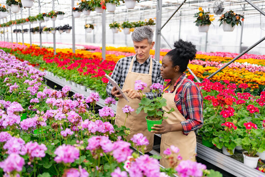 Two people in a greenhouse, discussing a plant. They are surrounded by colorful flowers.