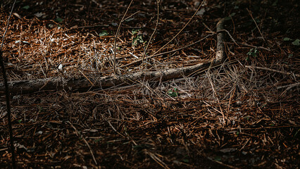 Forest floor covered in pine needles and bark with soft light.