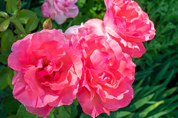 delicate blossoming pink flowers of roses in the garden. Features Growing and breeding roses