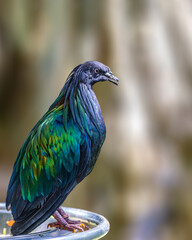 A Nicobar pigeon