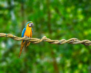 A Macaw