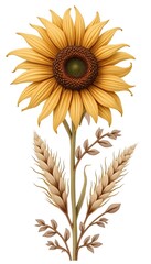Elegant Golden Sunflower with Wheat Stalks and Foliage on White Background