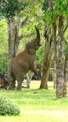 An thailand Elephant bull reaching up a jackfruit tree area of Thungyai Naresuan Wildlife Sanctuary, Eastern Section, is located in Tak Province, Thailand
