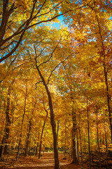 Fall season nature. Fall leaves of tree. Forest walk. Autumn tree. Nature in fall season. Autumnal sunny day. Seasonal leaves on tree. Natural autumn leaves. Autumn beauty of nature