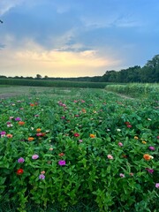 Obraz premium sunset over wildflower field