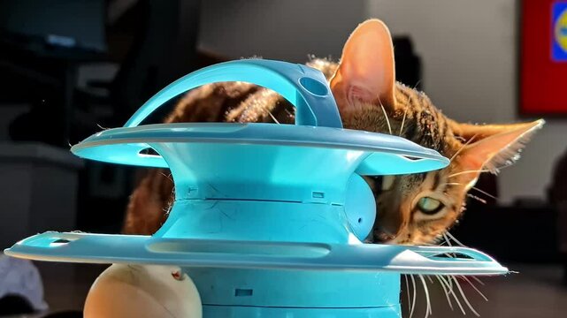 Close up of a domestic cat playing with a ball game.