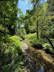 Fototapeta premium Peaceful Muir Woods Creek