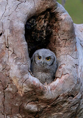 Western Screech Owl