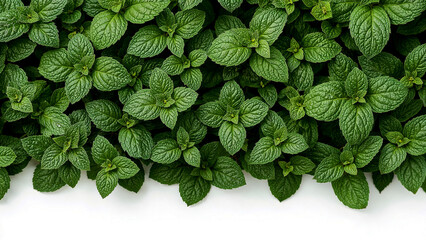 Fresh green mint leaves border white background natural organic herb plant