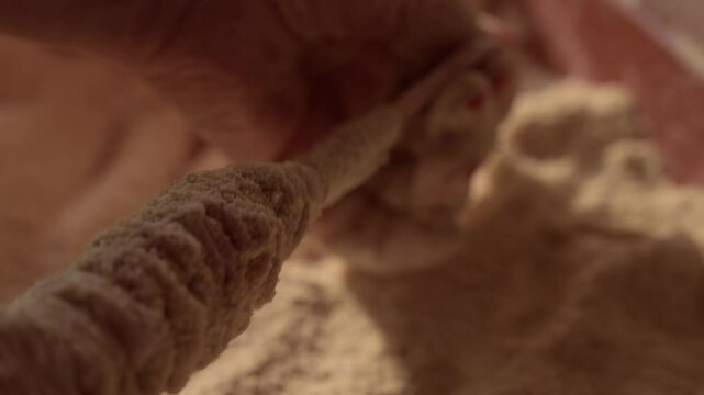 floured pig tripes being handled in rustic preparation from Minho Portugal