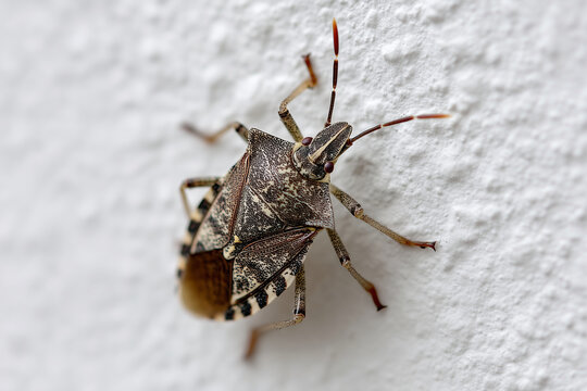 Brown marmorated stink bug on the white plaster of a house, Halyomorpha halys