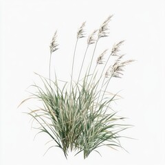 Hyper realistic 3d render Elegant Ornamental Grass: Nature's Architectural Design Element AI Generative