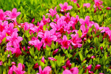 Pink and white azalea flowers blooming beautifully along a pedestrian sidewalk in Tokyo, Japan