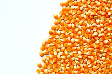 Yellow raw unpopped popcorn kernels