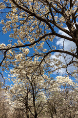 Ipes white tree flowering grove in Brazil