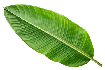 Obraz premium Single lush green banana leaf isolated on transparent background