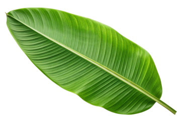 Single lush green banana leaf isolated on transparent background
