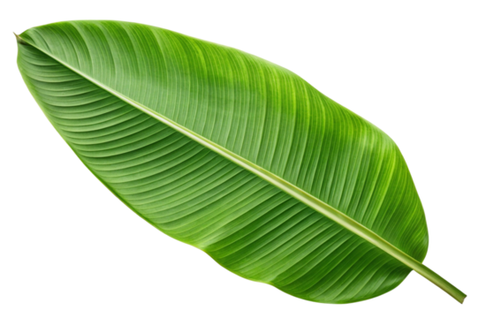 Single lush green banana leaf isolated on transparent background