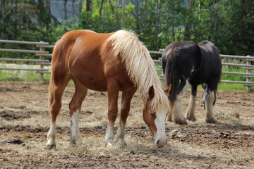 horses grazing in a field, Fort Edmonton Park, Edmonton, Alberta