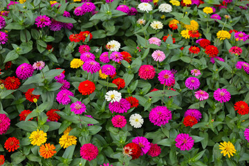 A garden alive with vibrant zinnias in full bloom, spreading joy and color.