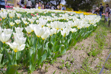 Field of blooming tulips under natural sunlight.