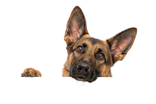 Curious german shepherd dog peeking over edge isolated on transparent background