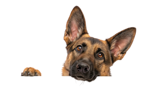 Curious german shepherd dog peeking over edge isolated on transparent background