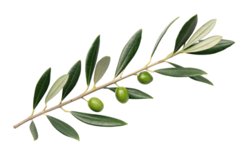 Olive branch with green olives isolated on transparent background