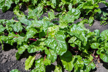Fototapeta premium Lush foliage of the beetroot in the vegetable garden. Growing natural vegetables in the field.