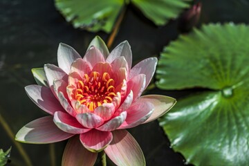 Pink lotus blooming in pond