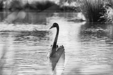 Sparks Road Wetlands 2025