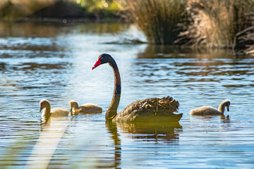 Sparks Road Wetlands 2025