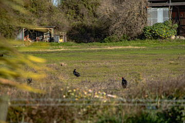 Sparks Road Wetlands 2025