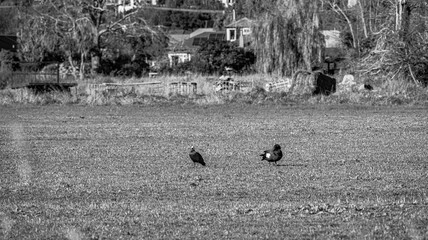 Sparks Road Wetlands 2025