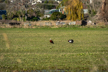 Sparks Road Wetlands 2025