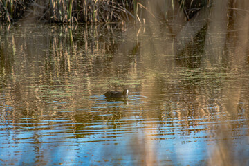 Sparks Road Wetlands 2025