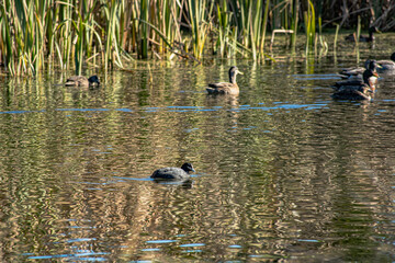 Sparks Road Wetlands 2025
