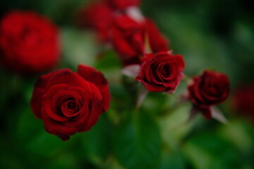 cinematic. Blooming red roses field on green stems. Nature and public park. Flower roses bloom in the garden, Rose garden in the backyard. Bright flower bed in a country house