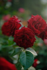 Beautiful roses in botanic garden. Nature, summer, travel concept. cinematic color